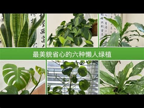 室外觀賞植物|【室外觀賞植物】不出門也能賞花！10款適合户外陽台的觀賞植物。